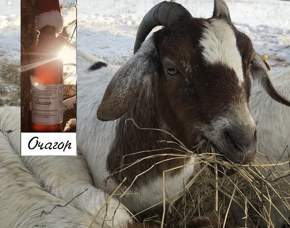 Барашка козлика для детей. "волк и козлята" в обр. Сказка про козлят и волка. Предложение про козленка. Коза мульт.