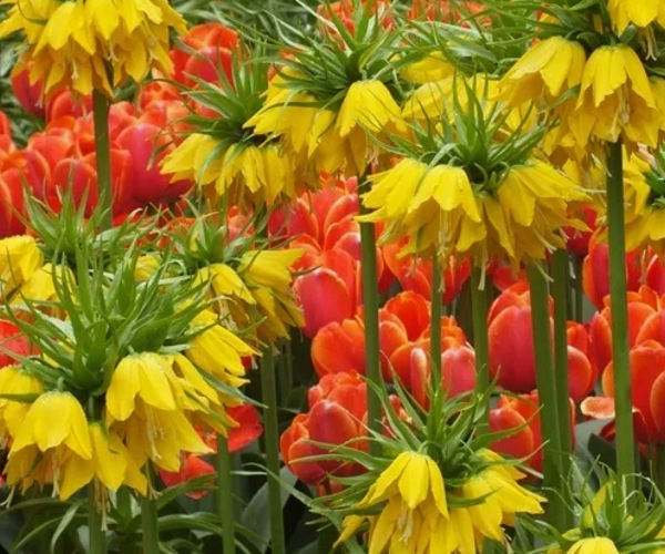 Смешанная посадка рябчиков императорских Лутеа и красных тюльпанов. Фото из инета