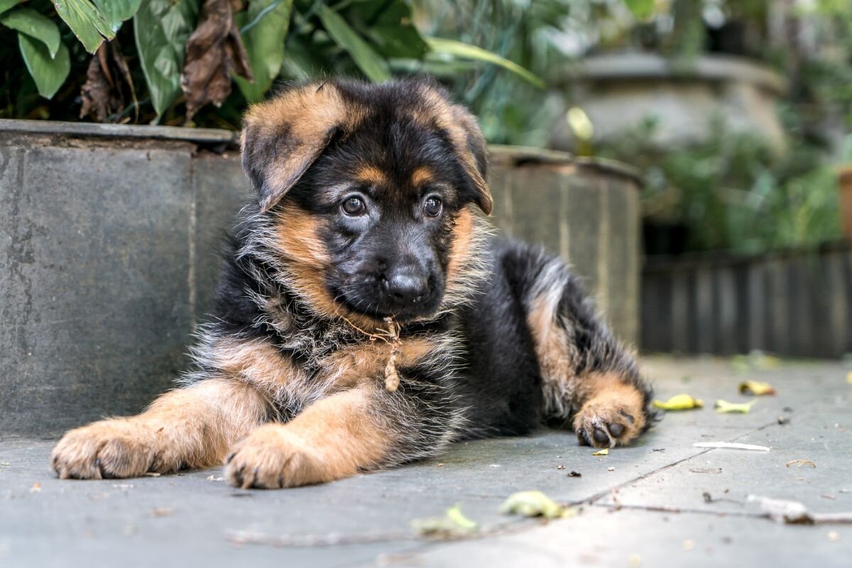 15 милых фактов о щенках, которые вас несомненно удивят | Dog Breeds | Дзен