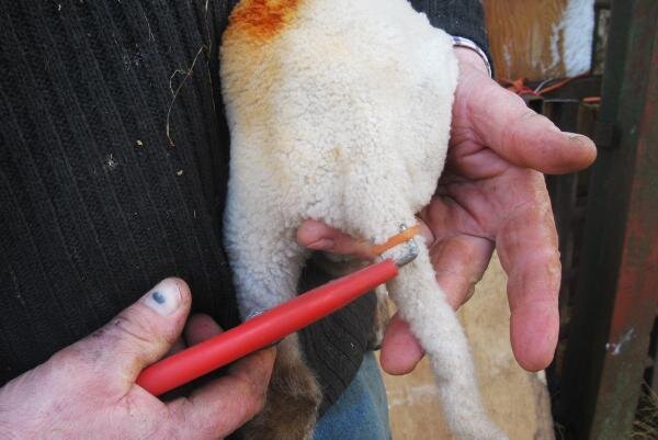 Самый распространённый метод купирования хвостов - это наложение резинового кольца