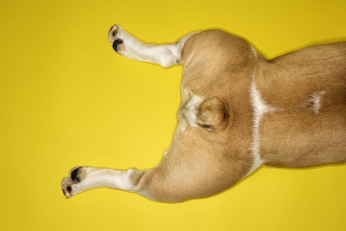 Почему у собаки отказывают задние лапы, что делать | Блог ветклиники 