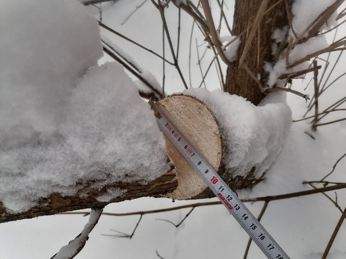    В Курске неизвестные спилили на берегу Тускари 5 деревьев