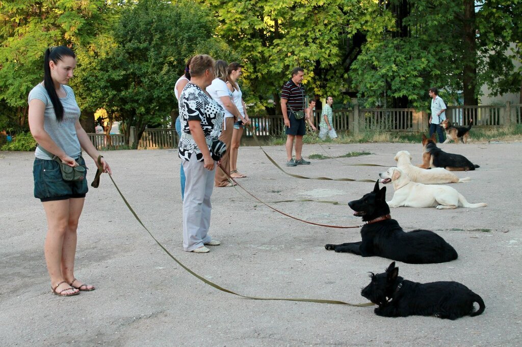 Стой для собаки