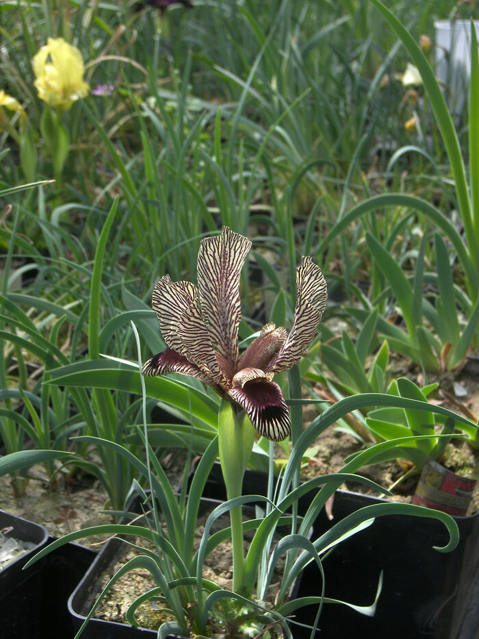 Iris lineolata x I. medwedewii Ирис мелколинейчатый х И. Медведева.