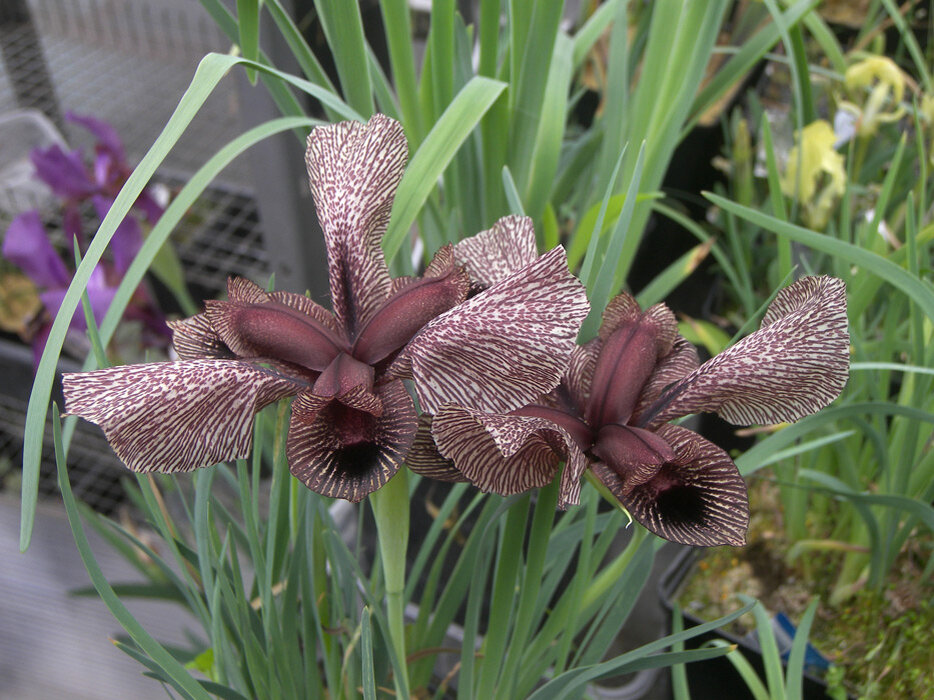 Iris zuvandicus A. Grossh x I. lycotis G. Woron. Ирис зувандский x И. волчье ухо