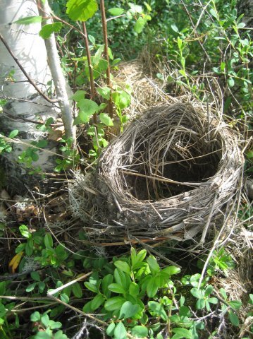 Вырастают птенчики и покидают родное гнездышко... Как там, во взрослой жизни?.. 