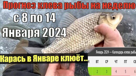 Прогноз клева рыбы на неделю с 8 по 14 Января 2024 Календарь клева рыбы  Лунный Календарь рыбака | Рыболовные Приключения | Дзен