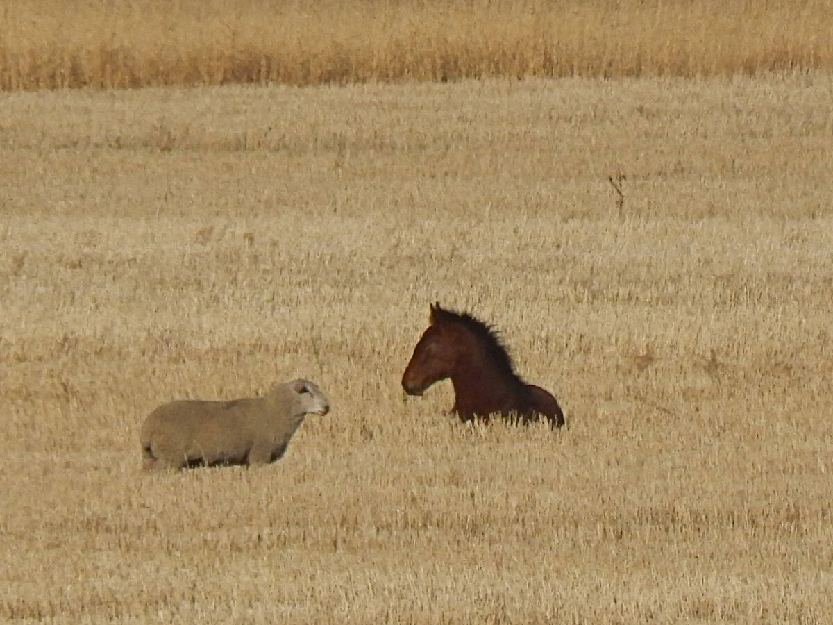 бухта песчаная байкал турбазы. пляж селигер валдайский парк. республика карелия достопримечательности природы. ольхон бухта песчаная. остров ольхон бухта песчаная.