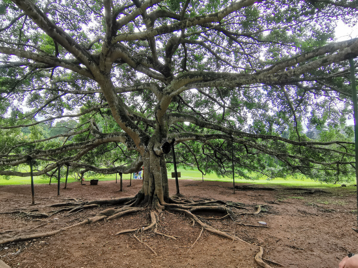 Фикус Бенджамина