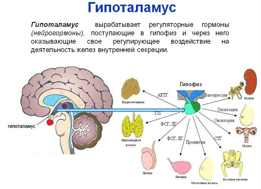 оземпик, диабет, стройность, диеты, гормоны, звезды голливуда, красота, здоровье