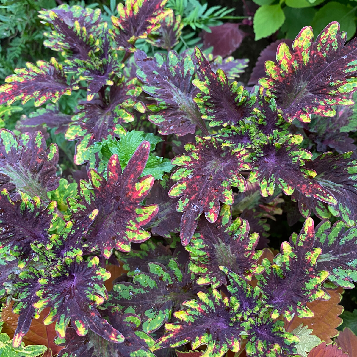Темно фиолетовые листья растение