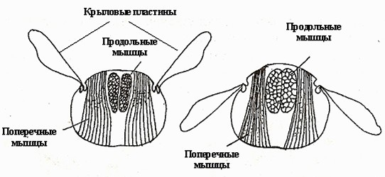 Биология 6 с пчелой. Биология 6 с пчелой