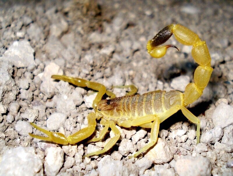 Скорпион ядовитый или нет. Скорпион Leiurus quinquestriatus. 3. Скорпион Лейурус квинкестриатус. Палестинский желтый Скорпион. Желтый толстохвостый Скорпион.