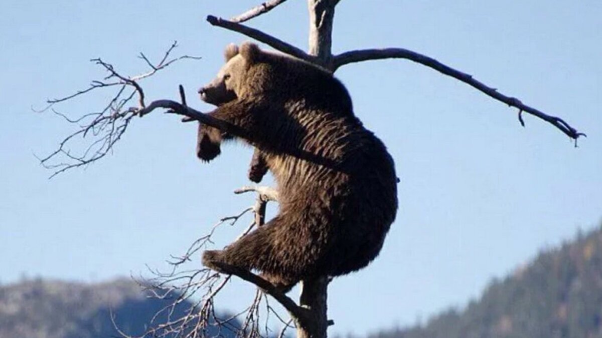 Звери в зоопарке. Занятные животные. Флоридская пума с детенышами. Какие нибудь зверей. Смешная белка.