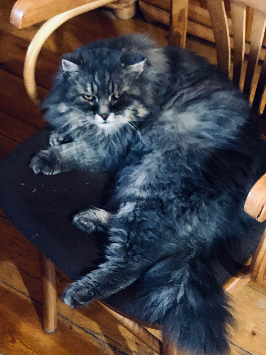 Я вам мышь показал. А почему вы ее не поймали? 