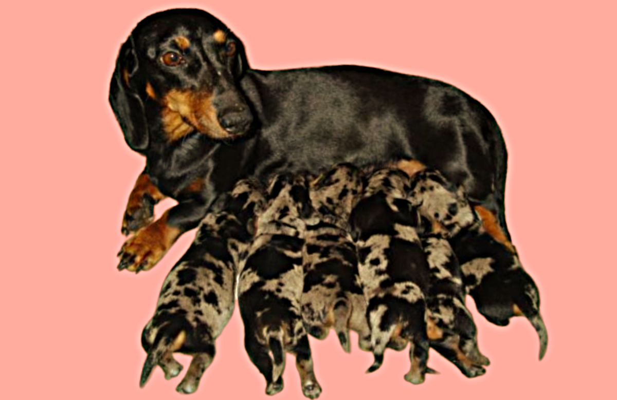 Помет у таксы