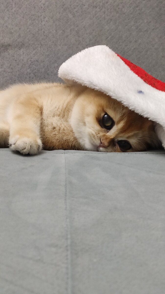 Шаня грустит по этому поводу вместе со мной 😻