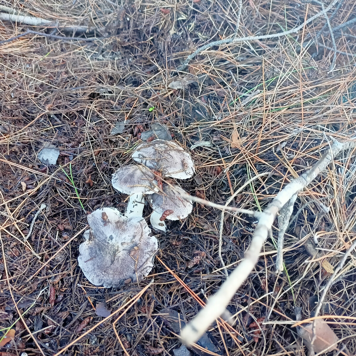 Грибы, сбор на Рождество, фото автора 