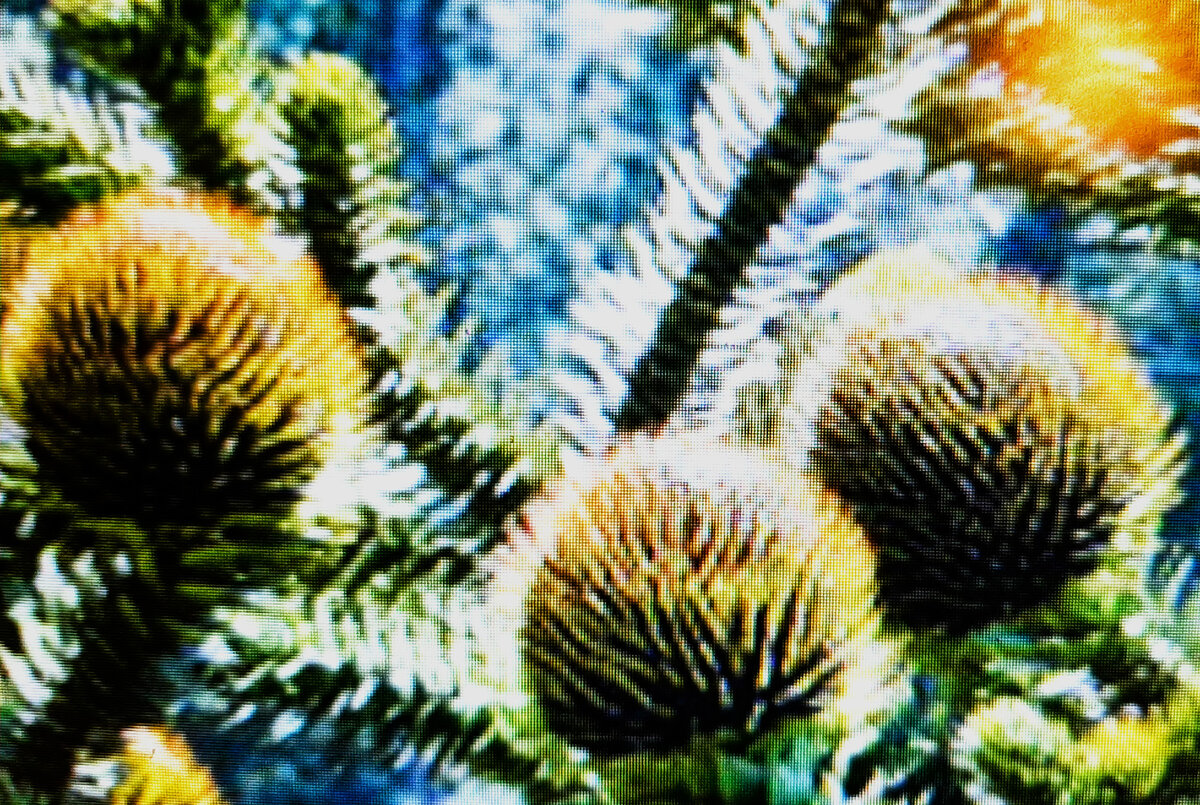 Ровесница динозавров. Араукария.