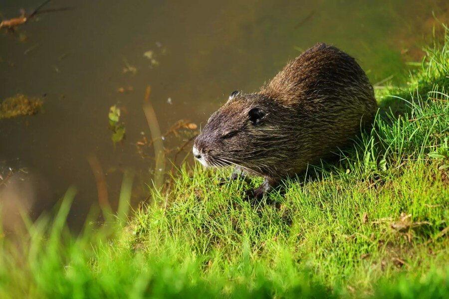 Красная пищуха. Капибара с птицей. Туко-туко животное. Туко-туко (ctenomys). Сумчатые капибара.