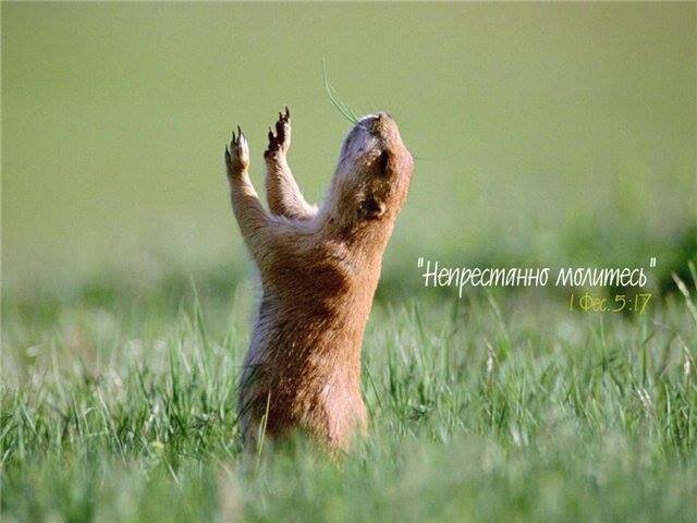 Имеющий душу. Имеющий душу