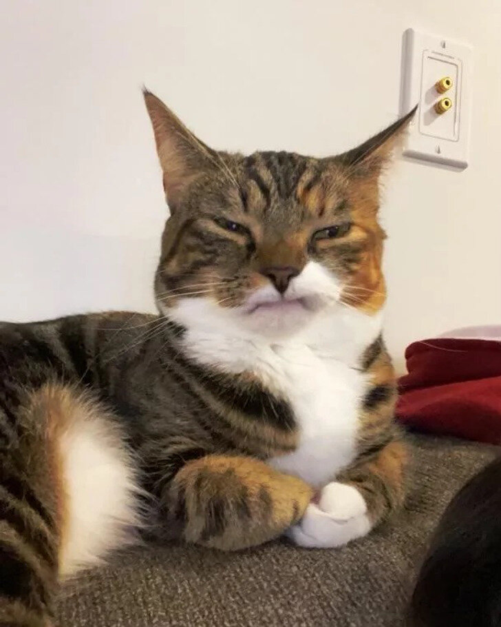 Даже звери. Даже звери. Барбарийские львы и львицы. Даже звери. Животные доверие.