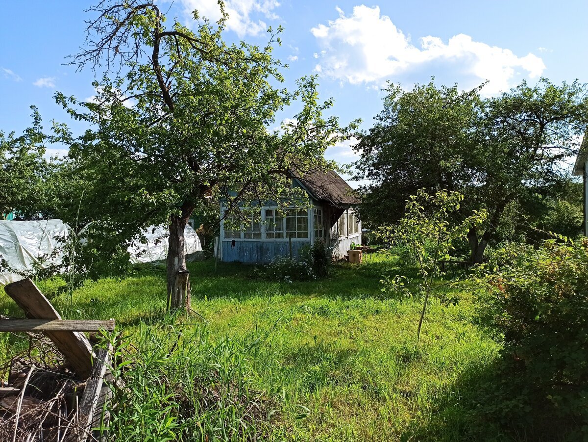 Фото автора. Антоновка, маленькая яблоня и Бельфлер на заднем плане 