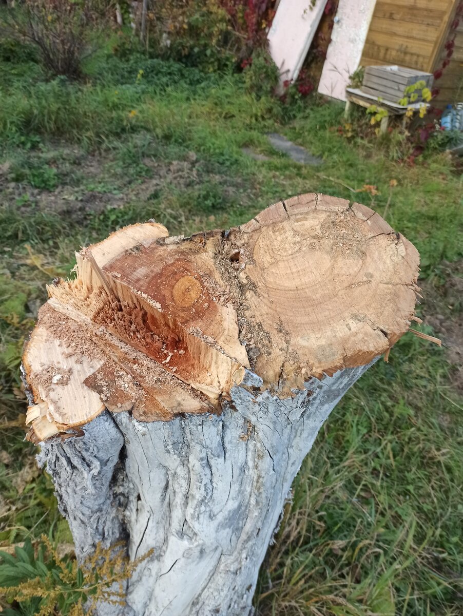 Сколько растет дерево яблоня