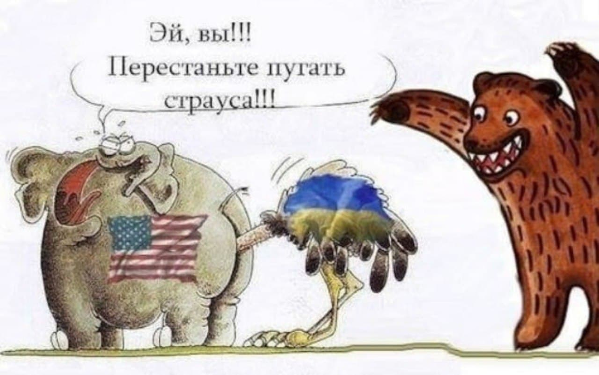Это вы перестаньте. Эй вы перестаньте пугать страуса. Интеллектуальный юмор в открытках. Эх поднять бы уровень жизни с прожиточного до зажиточного картинка. Русский медведь карикатуры.