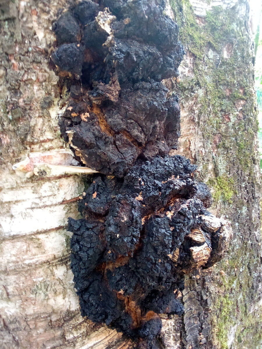 Берёзоый гриб (чага) на берёзе