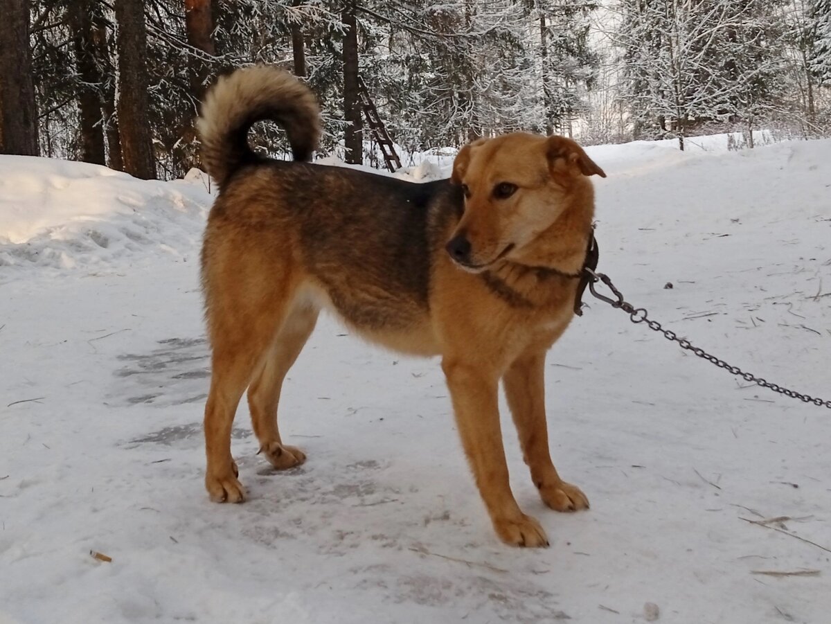 Джесси - прекрасная охранница и друг , кстати, ладит не со всеми собаками.