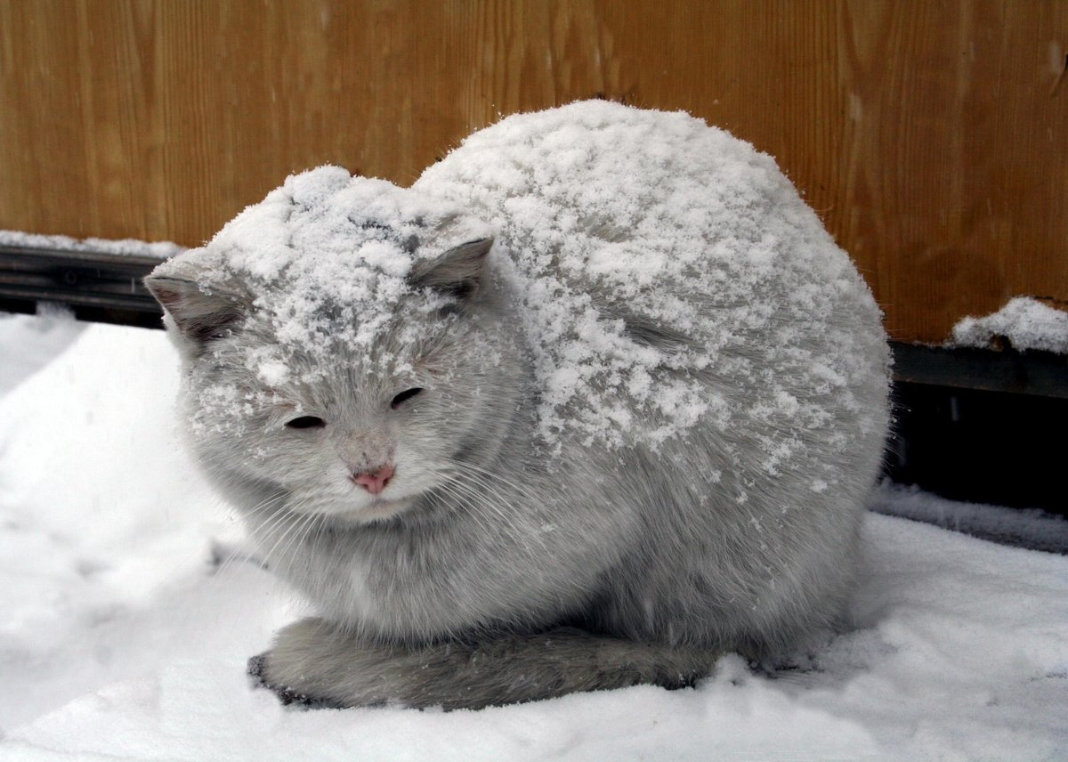 Эхо омск