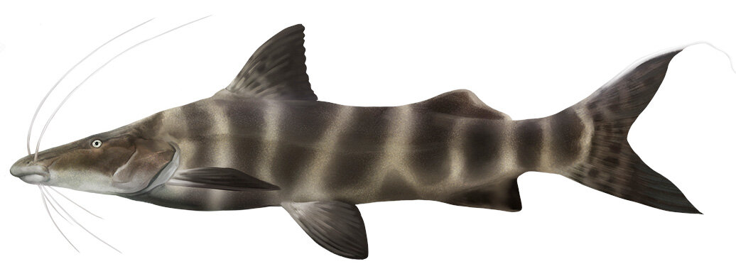 Brachyplatystoma juruense