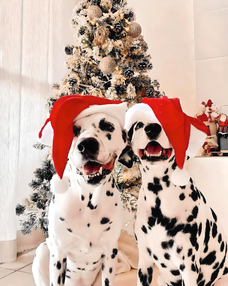 гармония в праздники, новый год без скандалов, рождество без конфликтов 