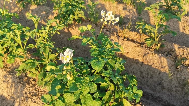    Кубинские фермеры посадят в этом году 600 га органического картофеля из национальных семян