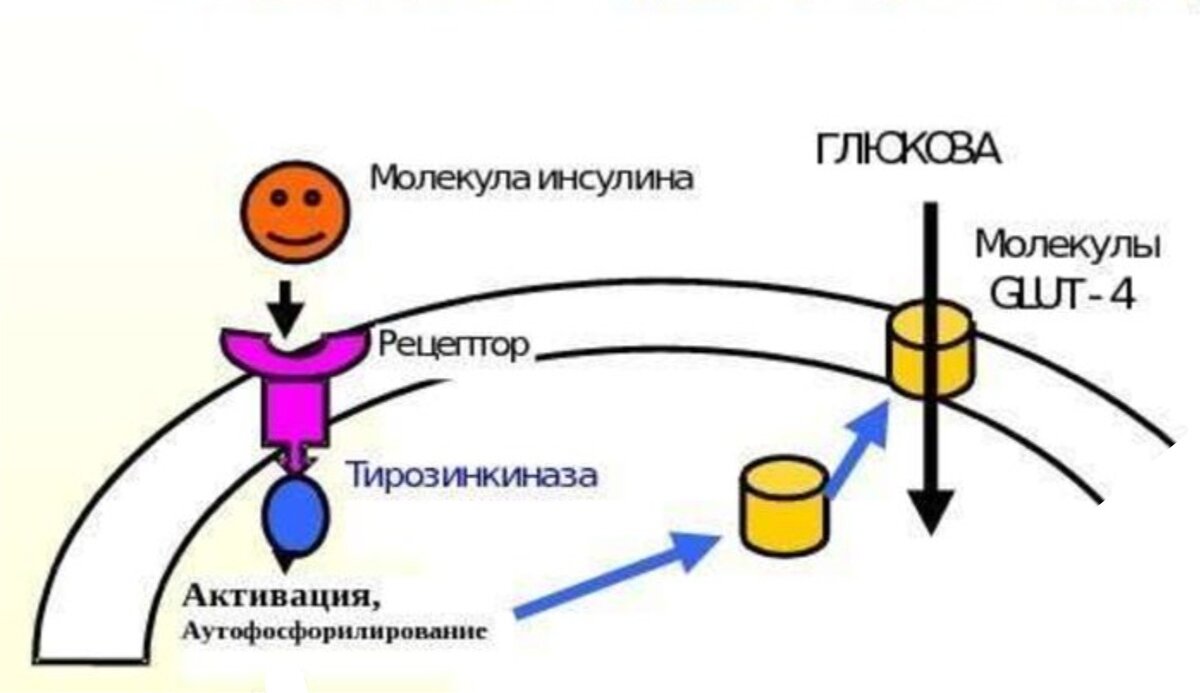 Могут ли тренировочные