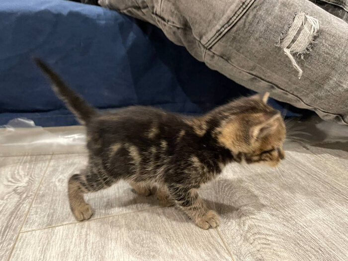 18 с котом