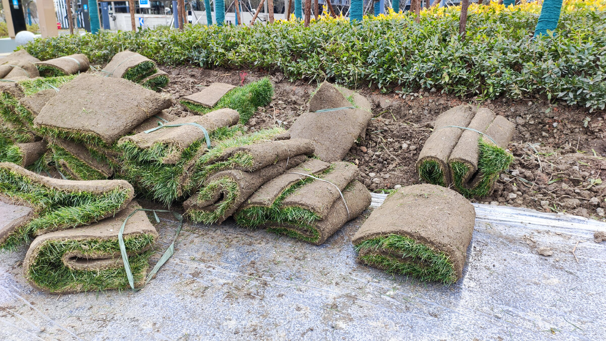 Живой газон в рулонах. Фото автора.