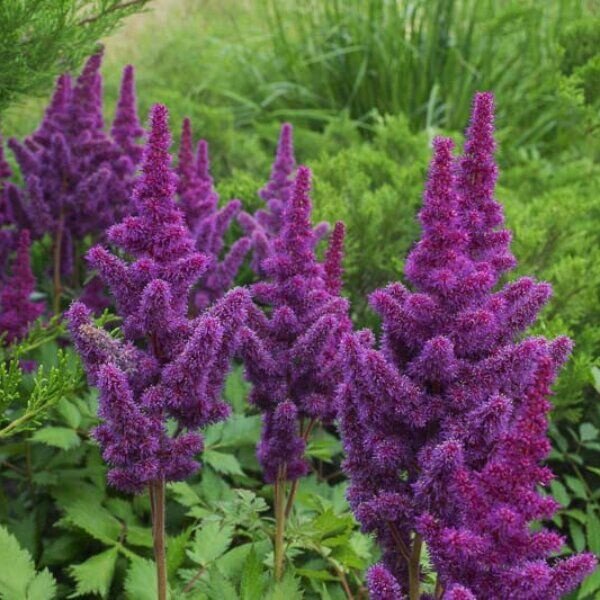 Чистец монье хуммело. Иссоп лекарственный (hyssopus officinalis). Шалфей виола клоуз. Вид многолетних травянистых. Вероника колосковая (veronica spicata ).