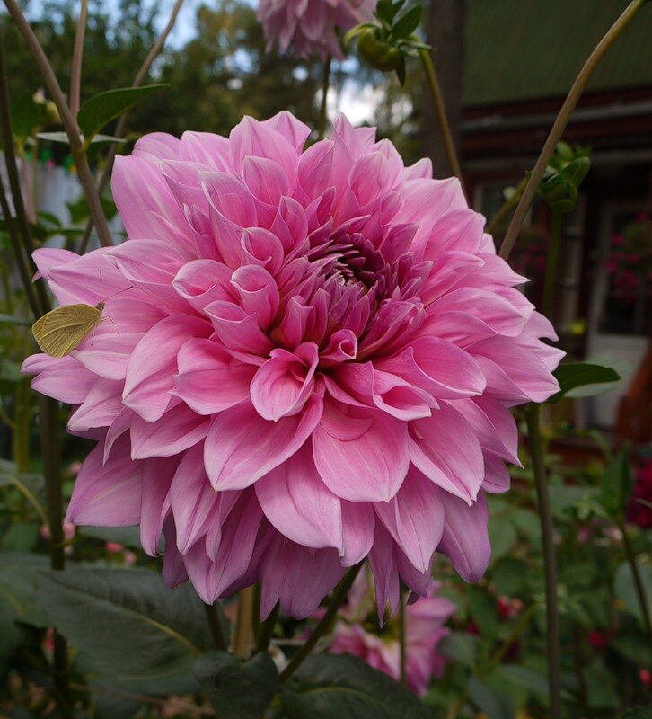 Георгин 'Lavender Perfection' на даче - был моим любимцем