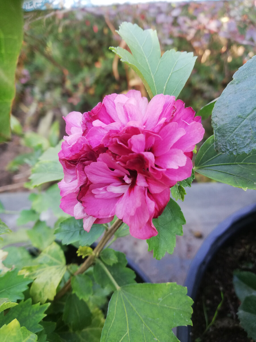 Гибискус сирийский 'Duc de Brabant' в контейнерном саду, цветение первого года. Что получится дальше - понятия не имею, но интересно