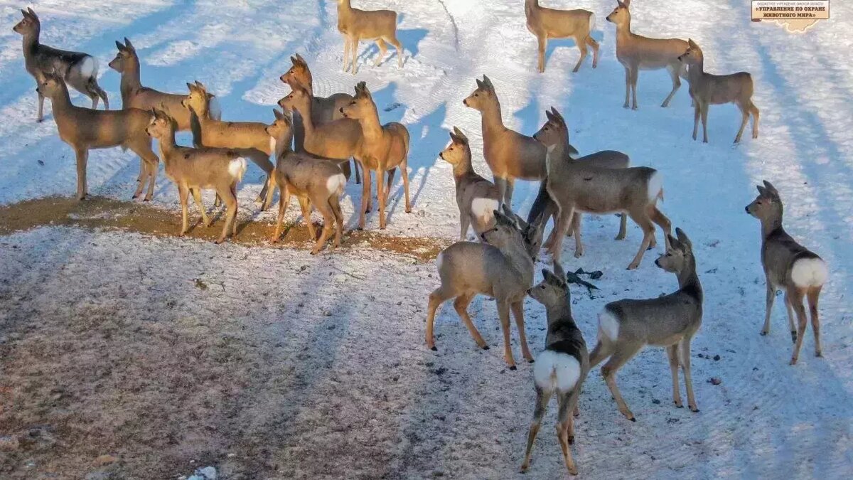     Ранее на корм для животных неравнодушные омичи собрали 50 тысяч рублей. Денег хватило на 50 тюков сена, 10 мешков зерна, аренду прицепа и бензин. Корм разложили по лесам на подходе к Омску.