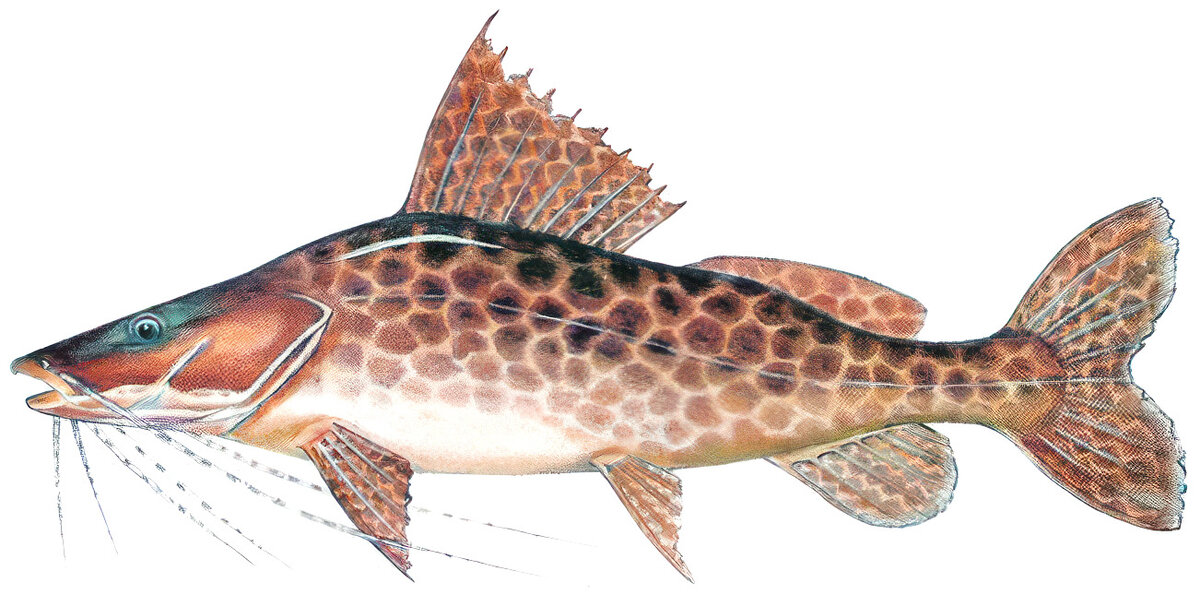Leiarius marmoratus