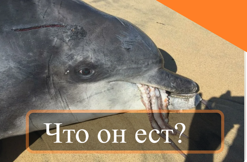 Судя по зрачкам и взгляду - кальмар был с сюрпризом