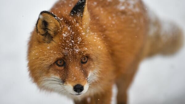    © Sputnik / Владимир Астапкович