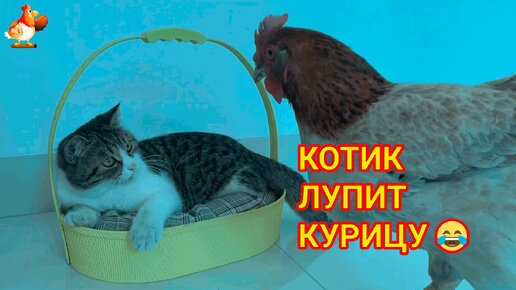 Котик не хочет общаться с Курицей 😂 Милые питомцы на даче не всегда дружны 🤗🥰😍