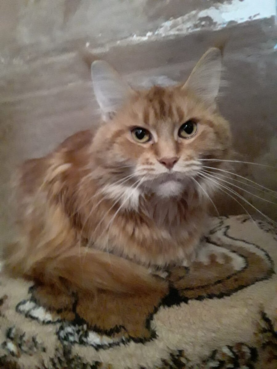 " Забыла, кто тут главный?!" 😻😺😻