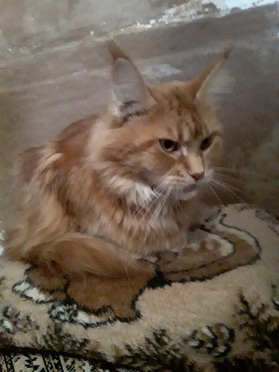 "Я, конечно, наиглавнейшая!"😻😺😻