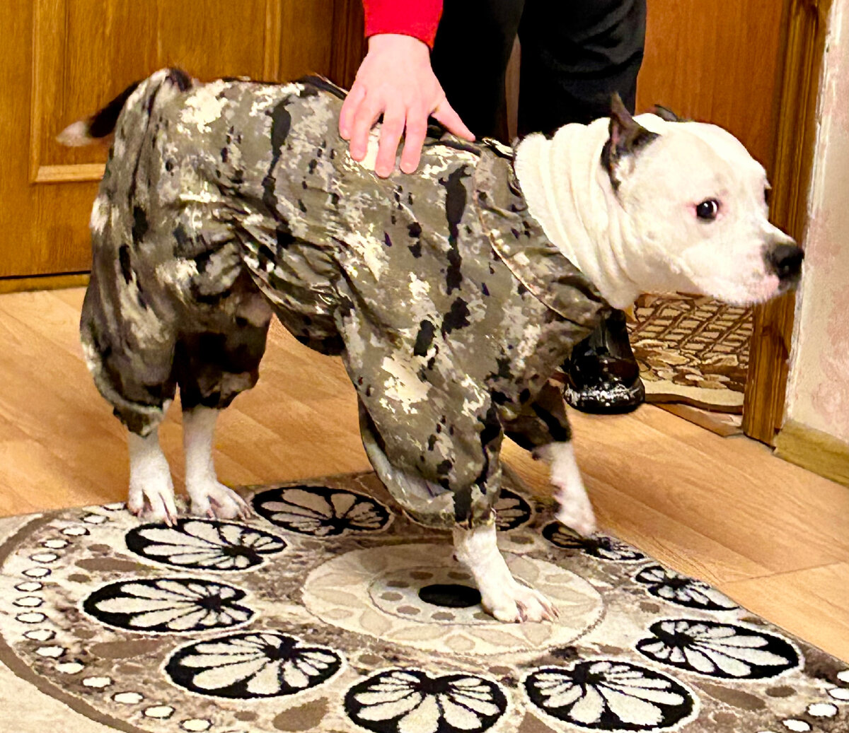 Вот такой у них красавчик!