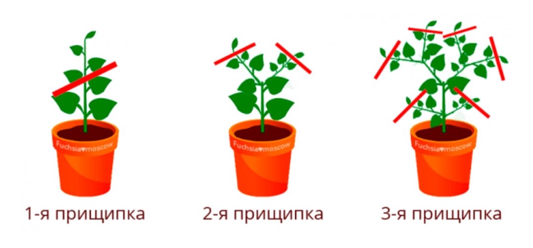 Нужно ли прищипывать рассаду хризантемы. Цветок фуксия прищипывание. Фуксия прищипка черенков. Фуксия ампельная прищипывание. Схема прищипывания петунии.